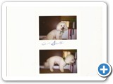 Bichon Frise