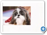 Shih tzu