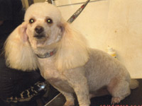 pet grooming