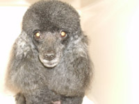 pet groomers