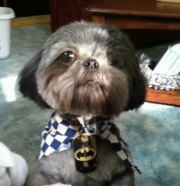 dog grooming logo